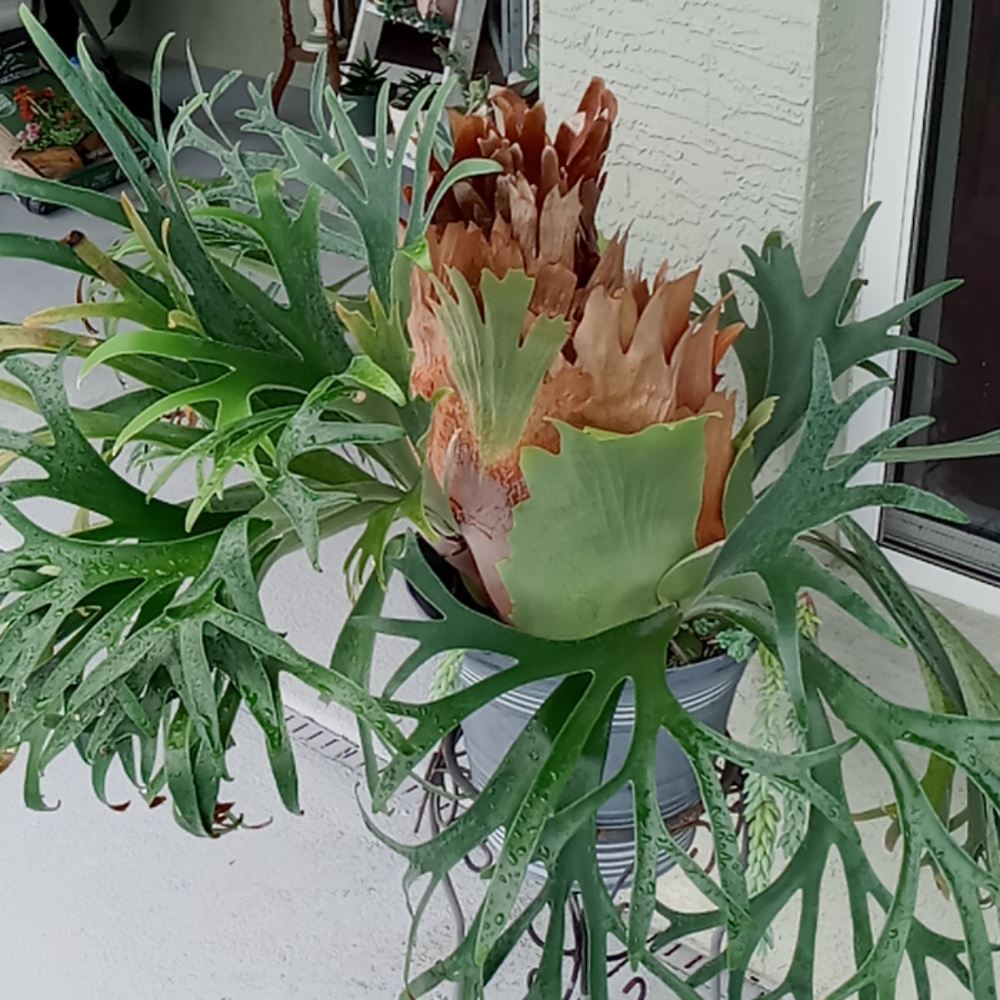 Meet your Posher, Liz - Picture 3 of 4